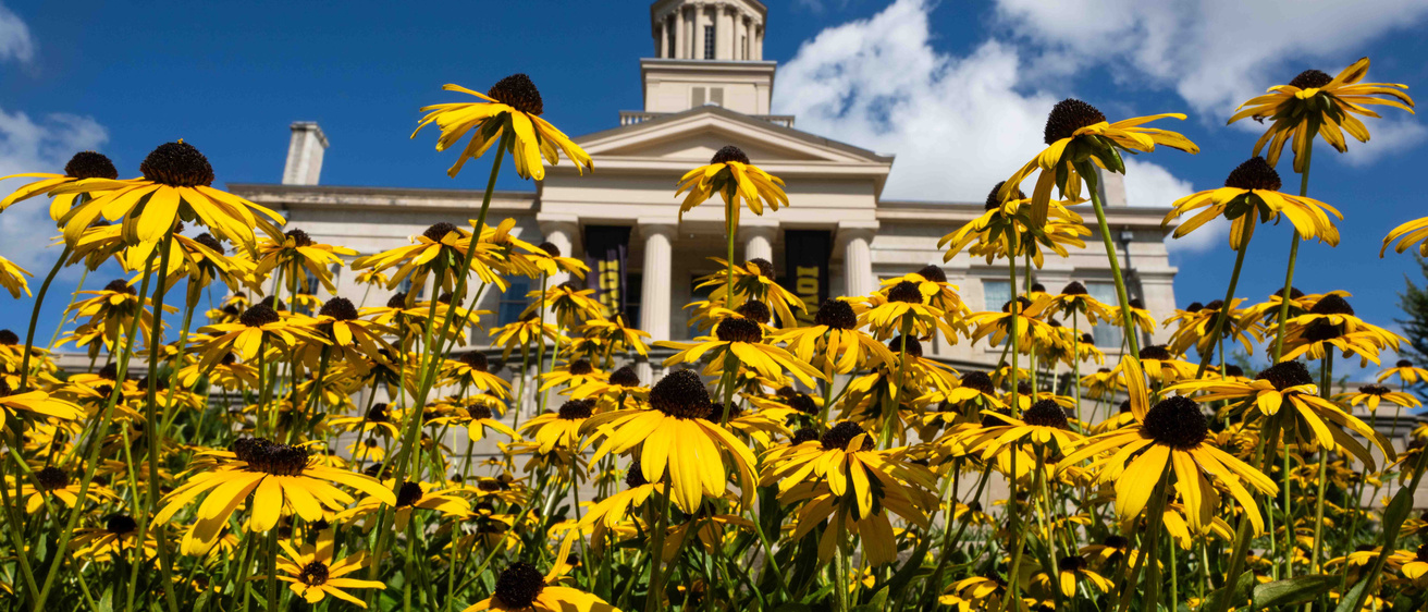 Yellow flowers in front of Old Capitol